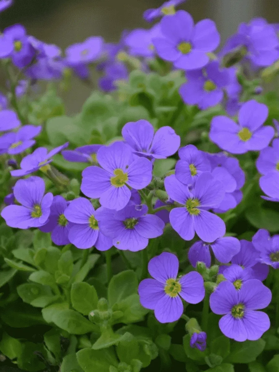 Аубриета Sky Blue