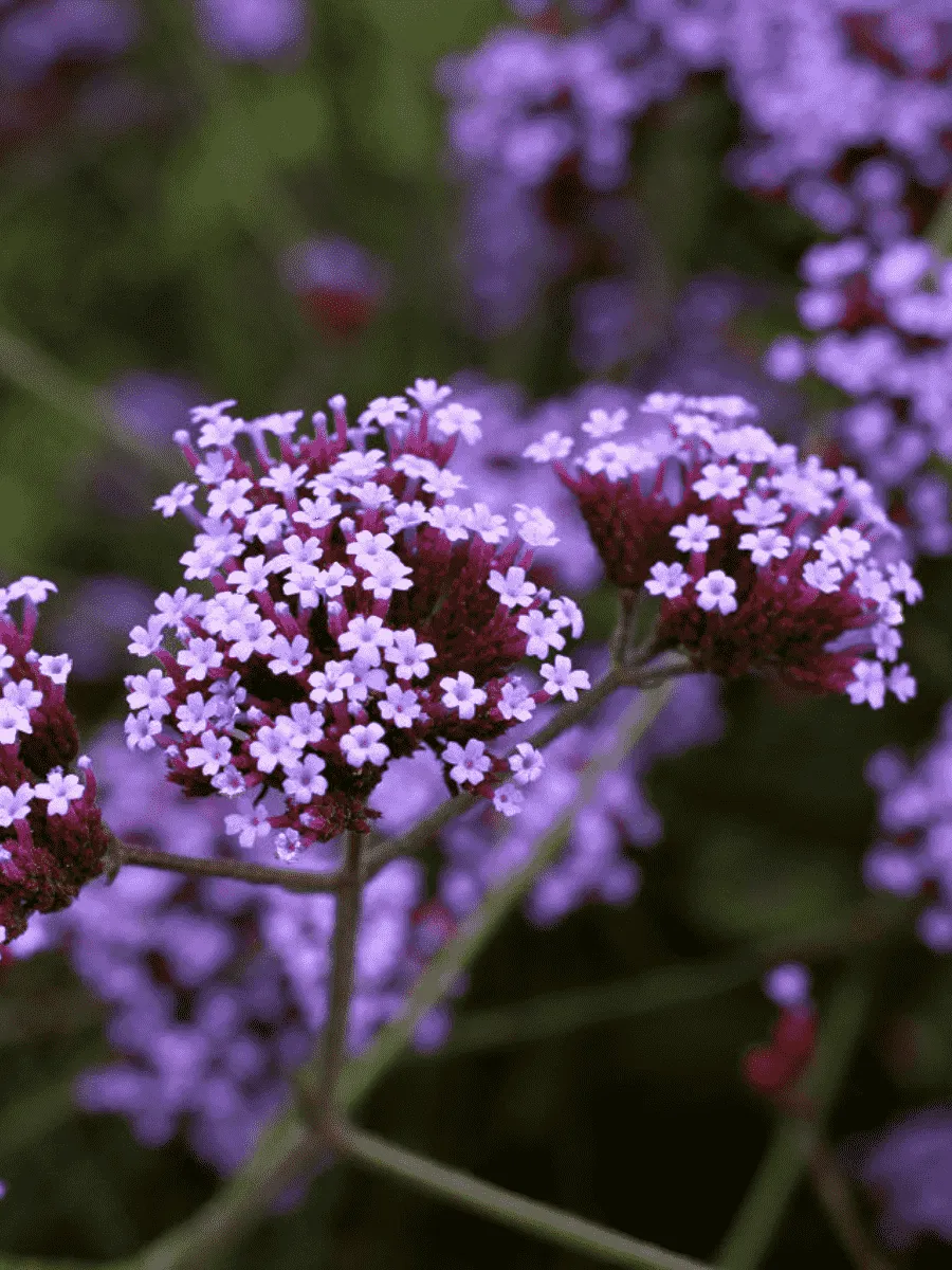 Вербена буэнос-айресская 