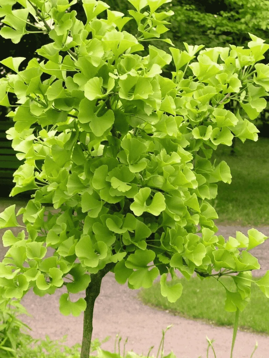 Гинкго Билоба