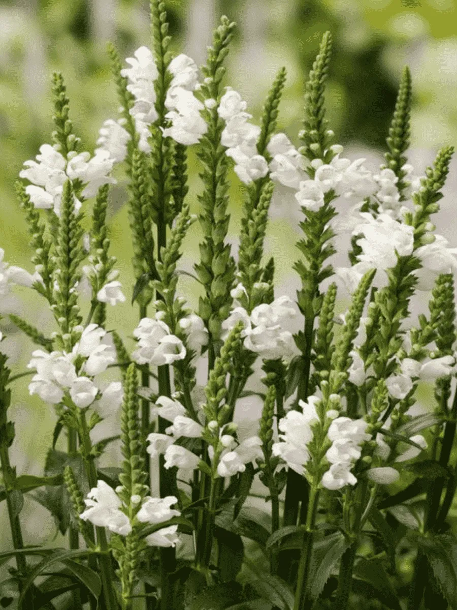 Физостегия виргинская Crystal Peak White