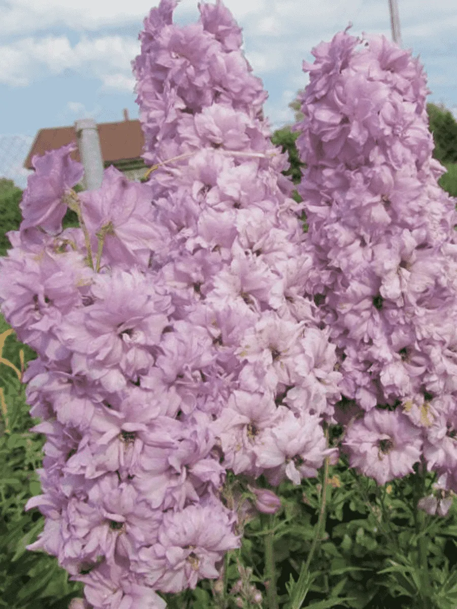 Дельфиниум новозеландский Ocean Pink