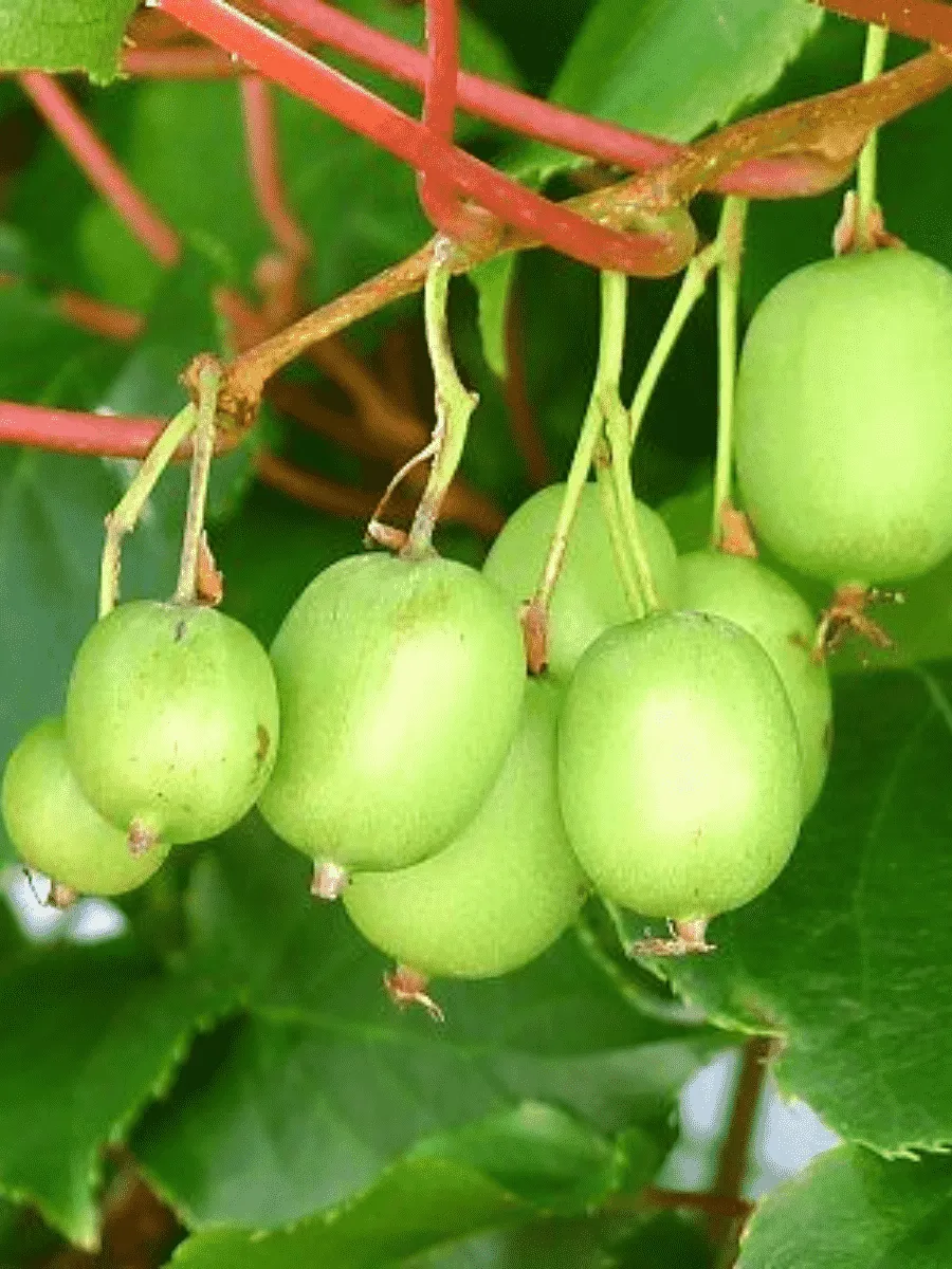 Актинидия коломикта Лакомка