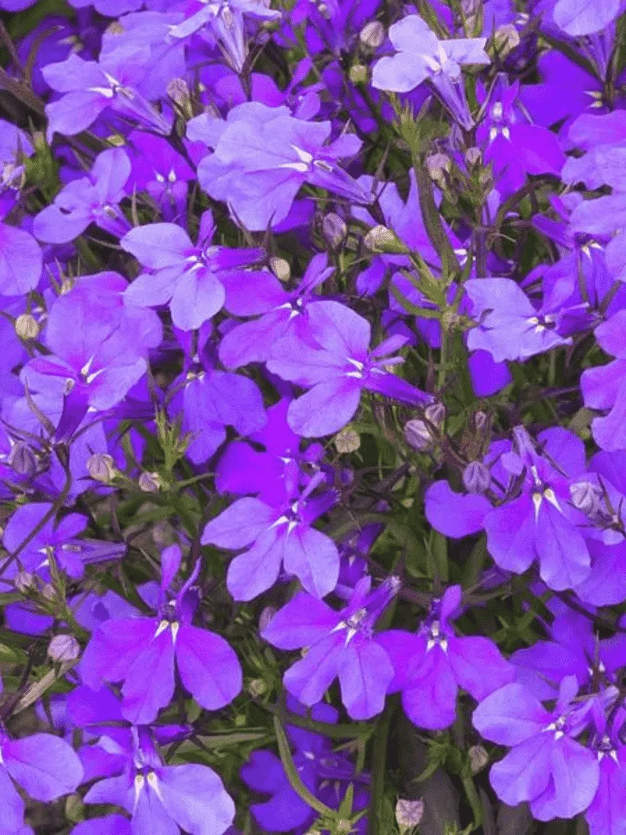 Лобелия эринус Crystal Palace