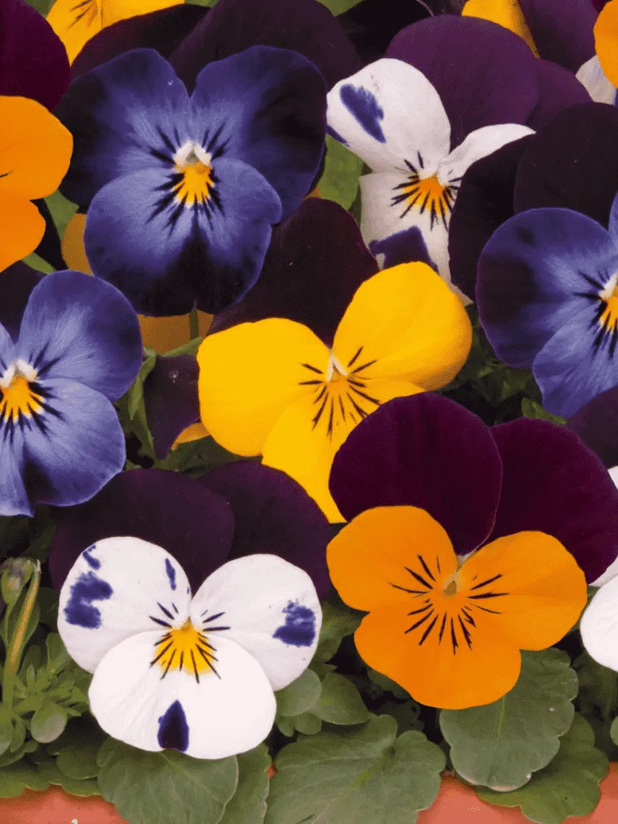 Виола рогатая Sorbet XP Jump Up Mix