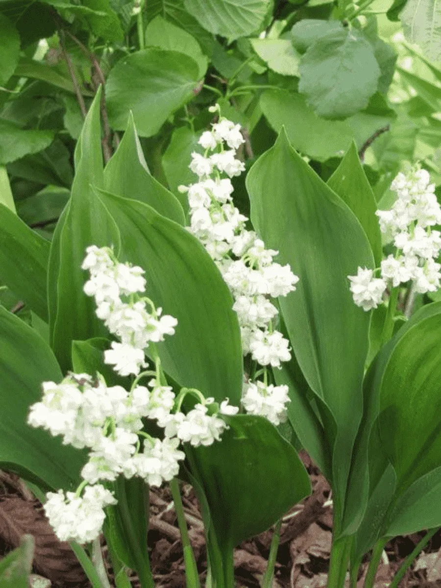 Ландыш майский Flore Pleno