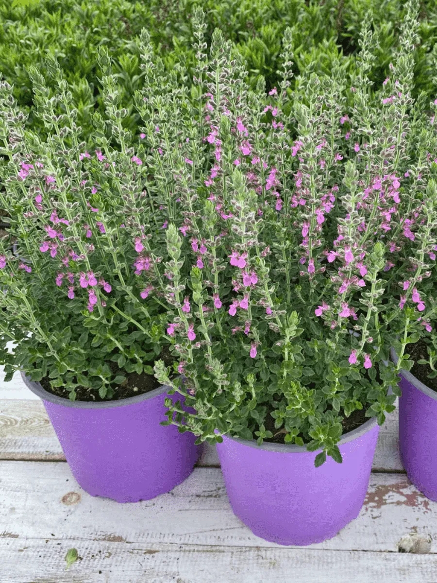 Дубровник обыкновенный