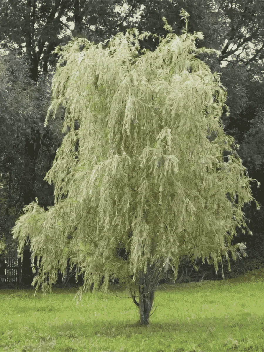 Ива белая Vitellina