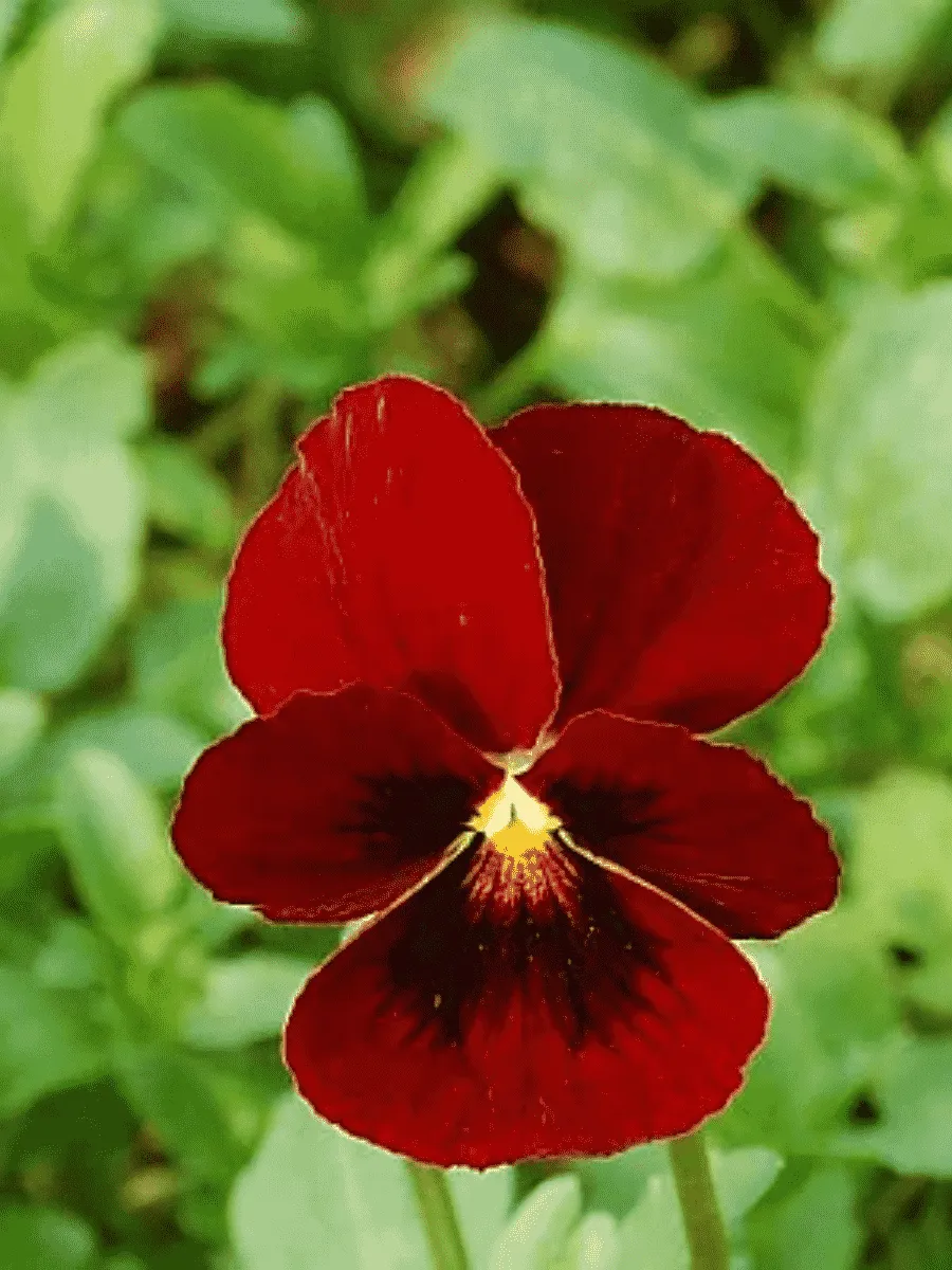 Виола рогатая Rubin