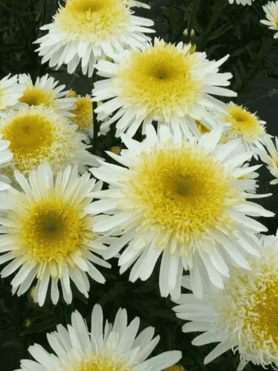 Нивяник наибольший Real Glory