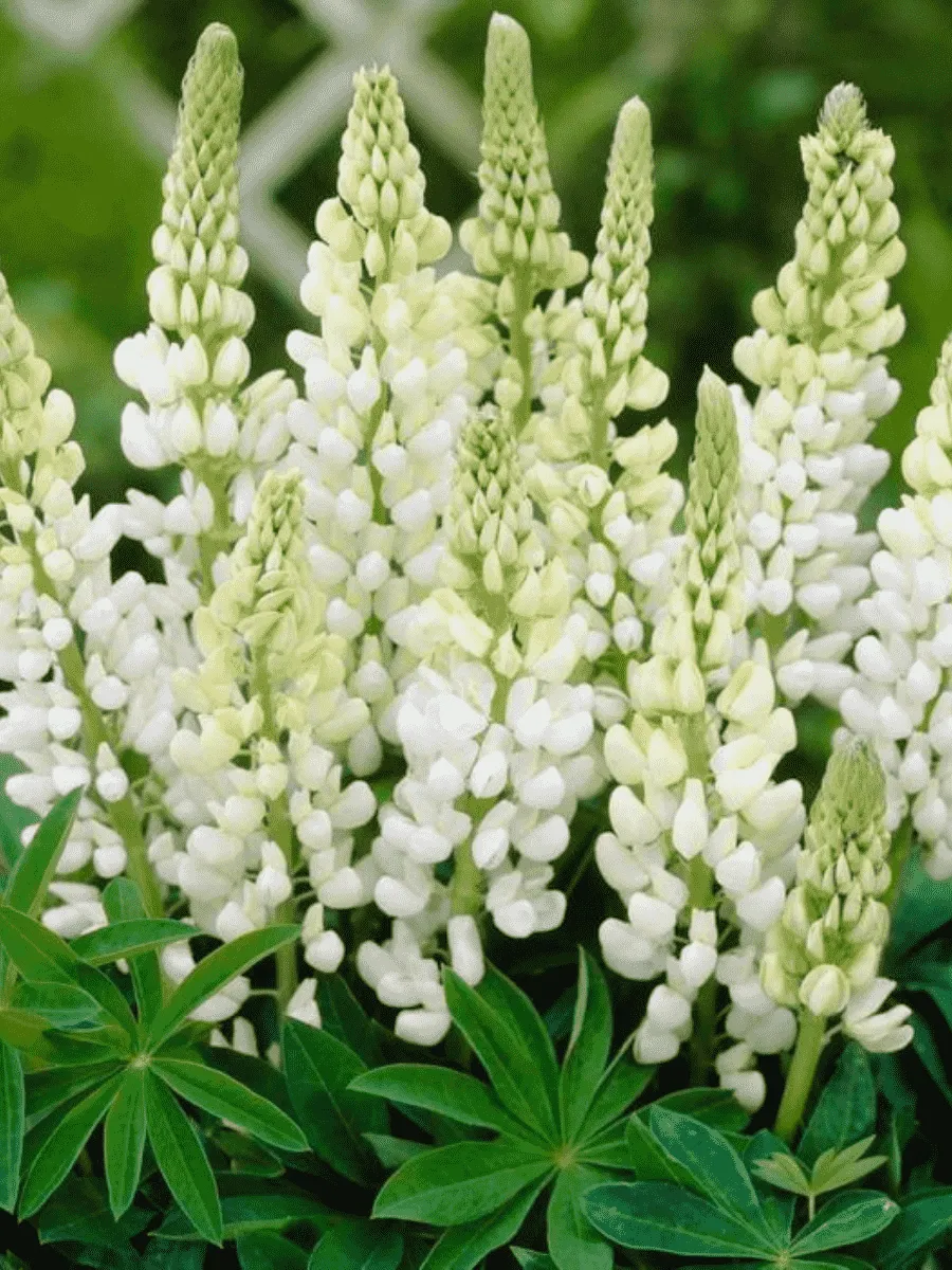 Люпин многолистный Noble Maiden