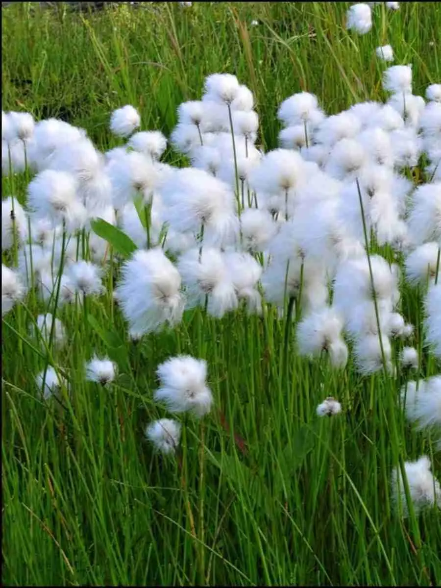 Пушица влагалищная