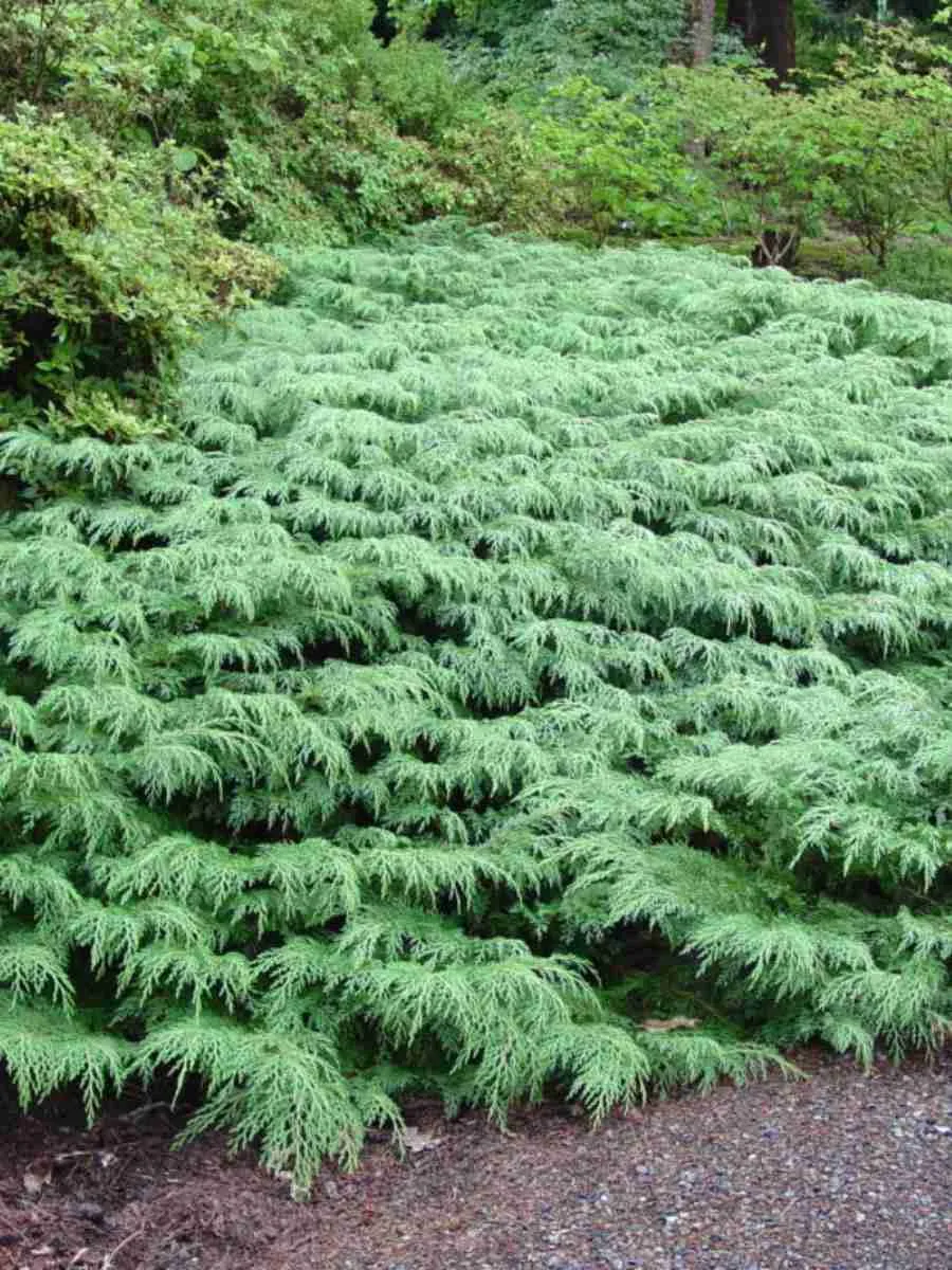 Микробиота