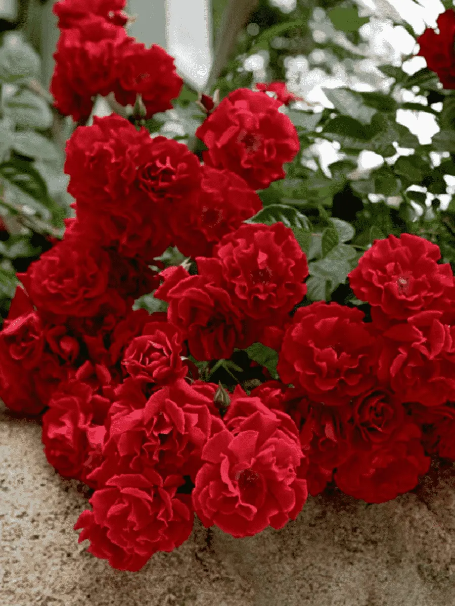 Роза Почвопокровная Red Velvet