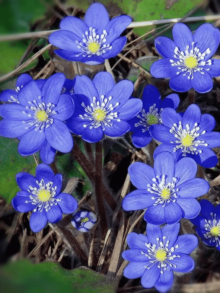 Печеночница благородная