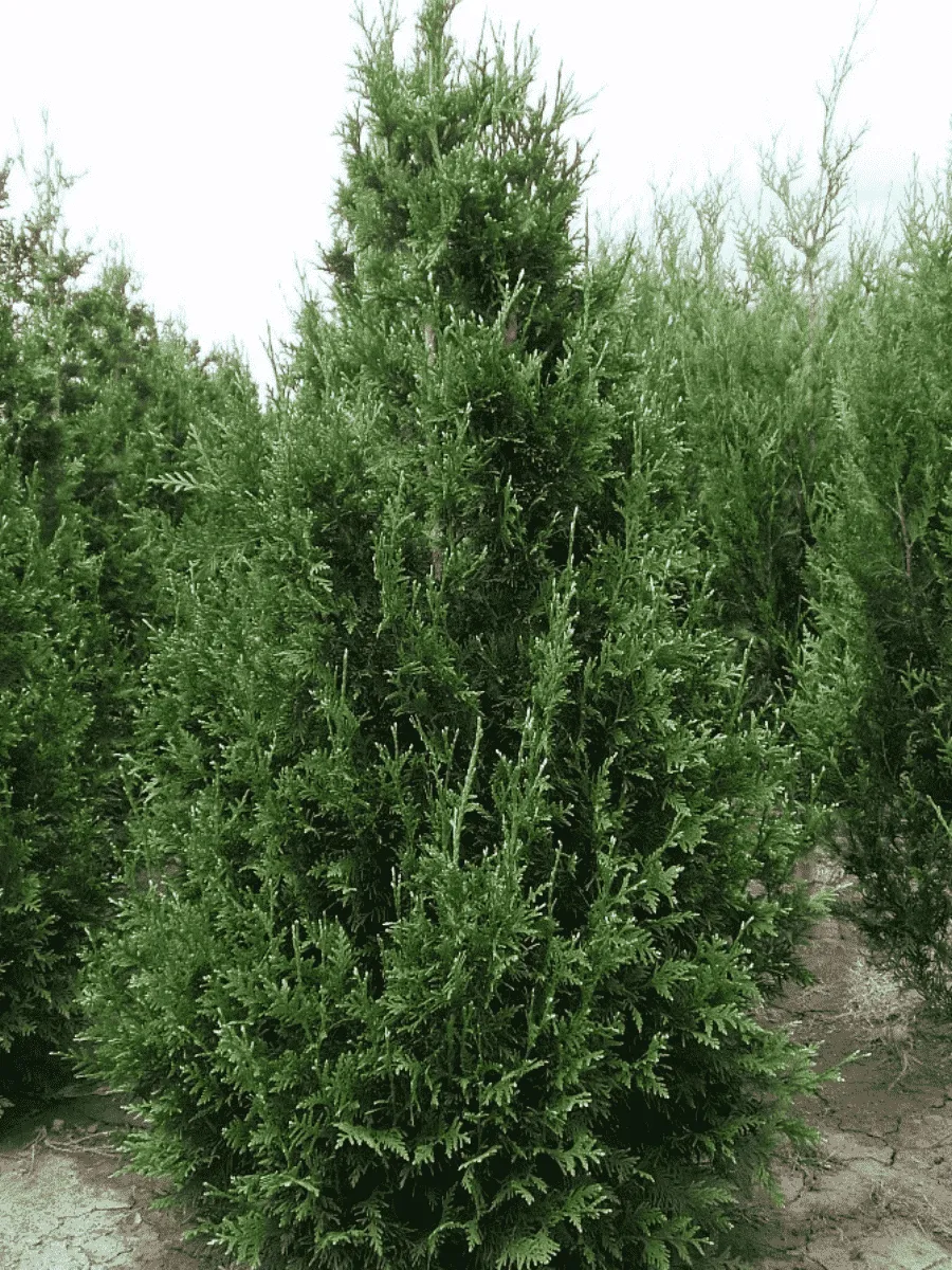 Туя складчатая  Can Can