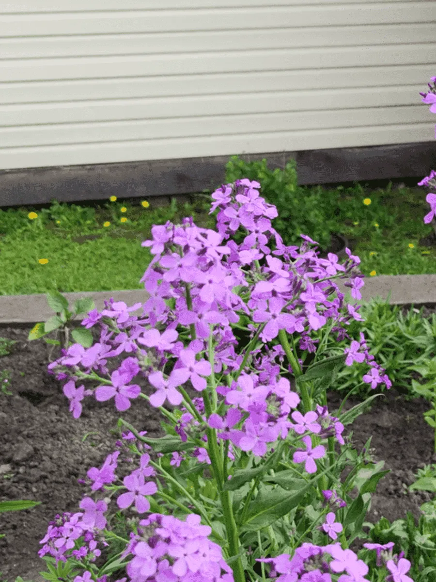 Вечерница Матроны