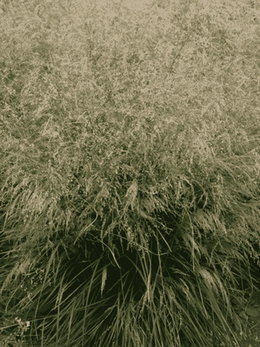 Щучка дернистая Scotland