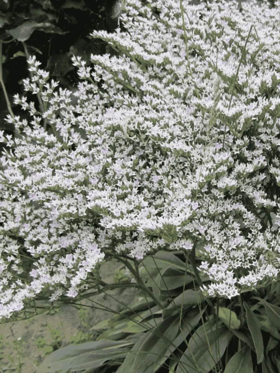 Кермек татарский