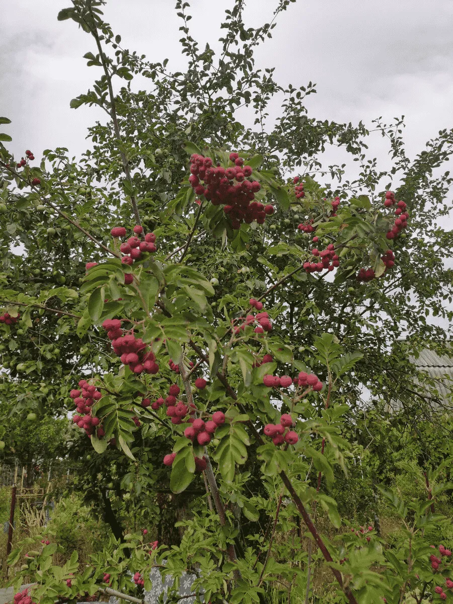 Рябина сладкоплодная Титан