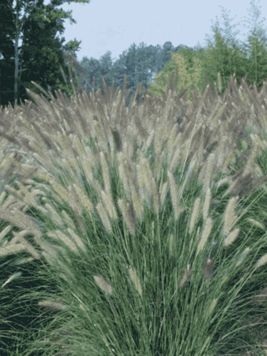 Пеннисетум лисохвостый Foxtrot