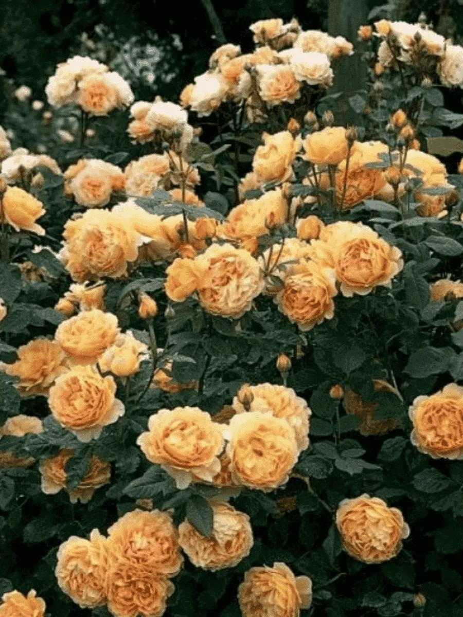 Роза Английская кустовая Golden Celebration