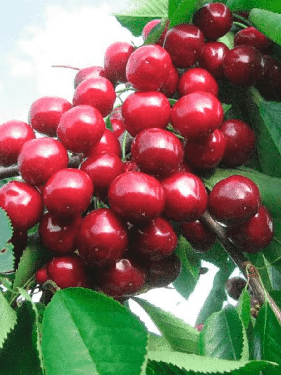 Черешня Валерий Чкалов