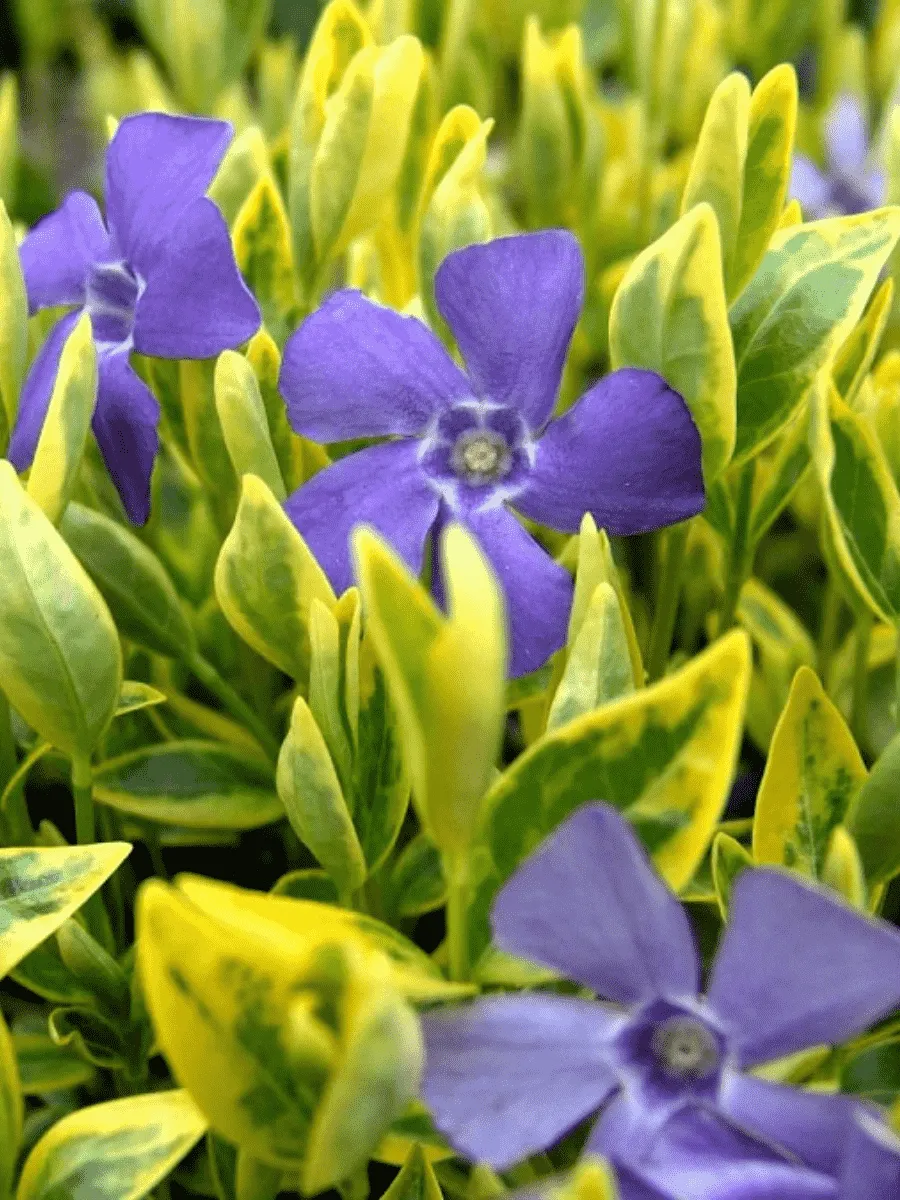 Барвинок малый Aureovariegata