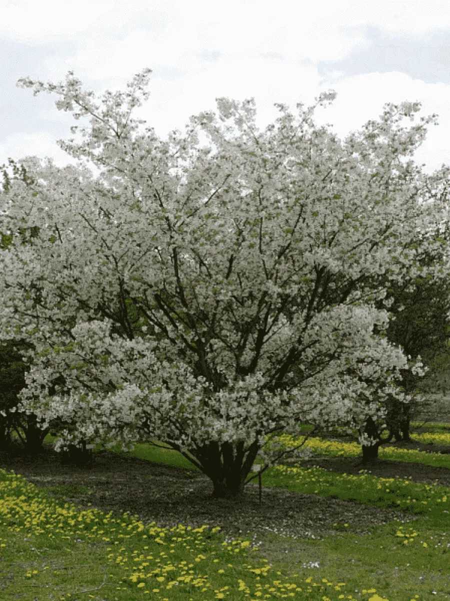 Вишня птичья Plena