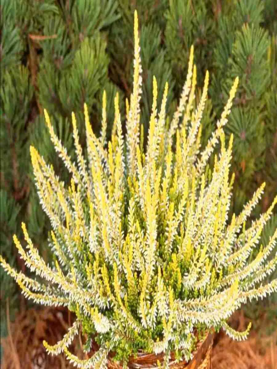 Вереск обыкновенный Sandy