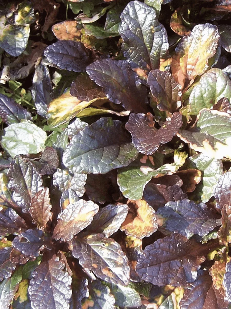 Живучка ползучая Multicolor