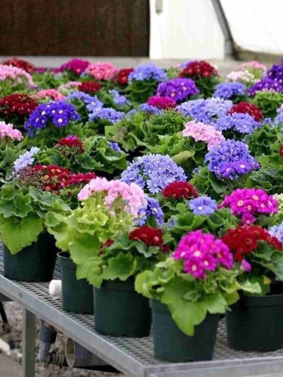 Многолетняя цветочная рассада
