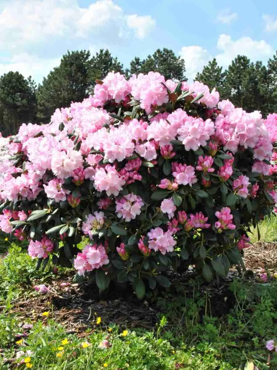 Рододендрон