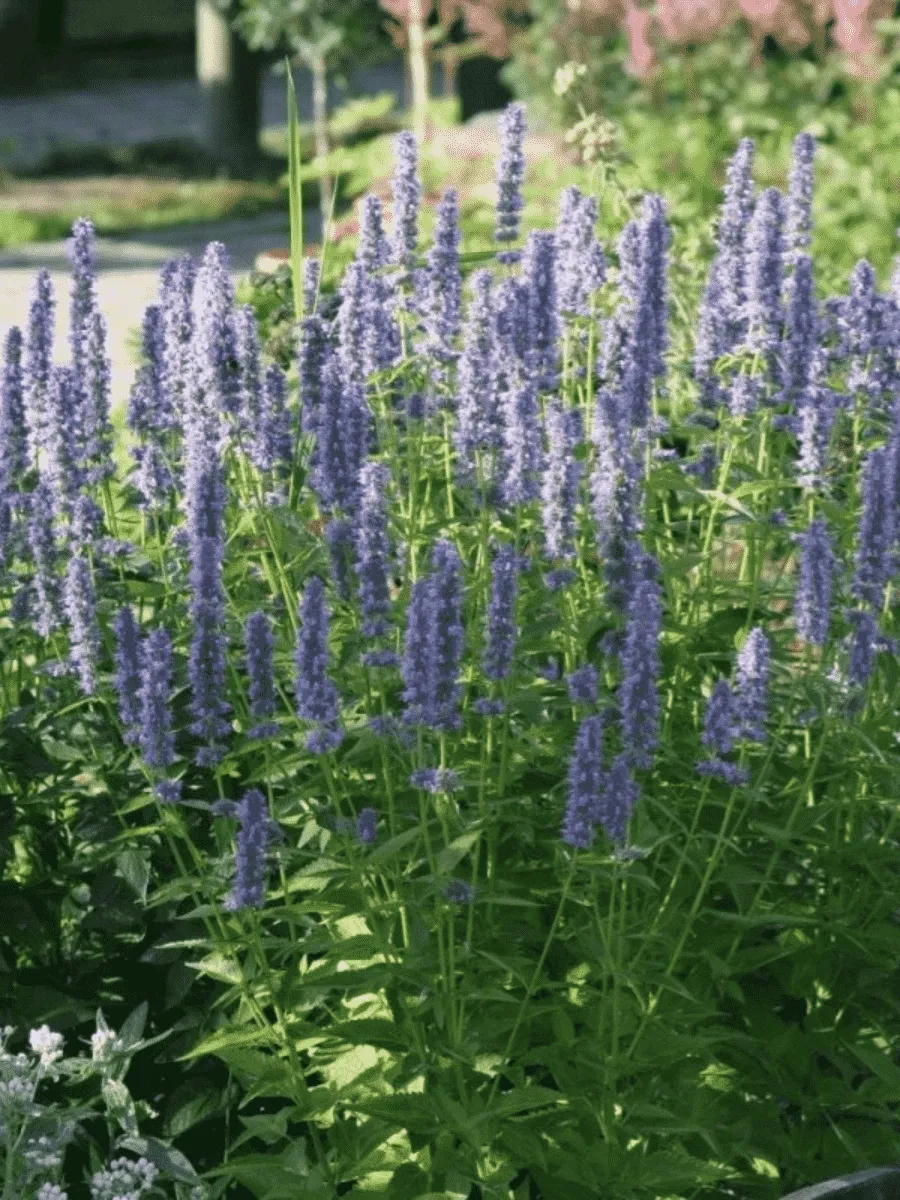 Агастахис анисовый Blue Fortune