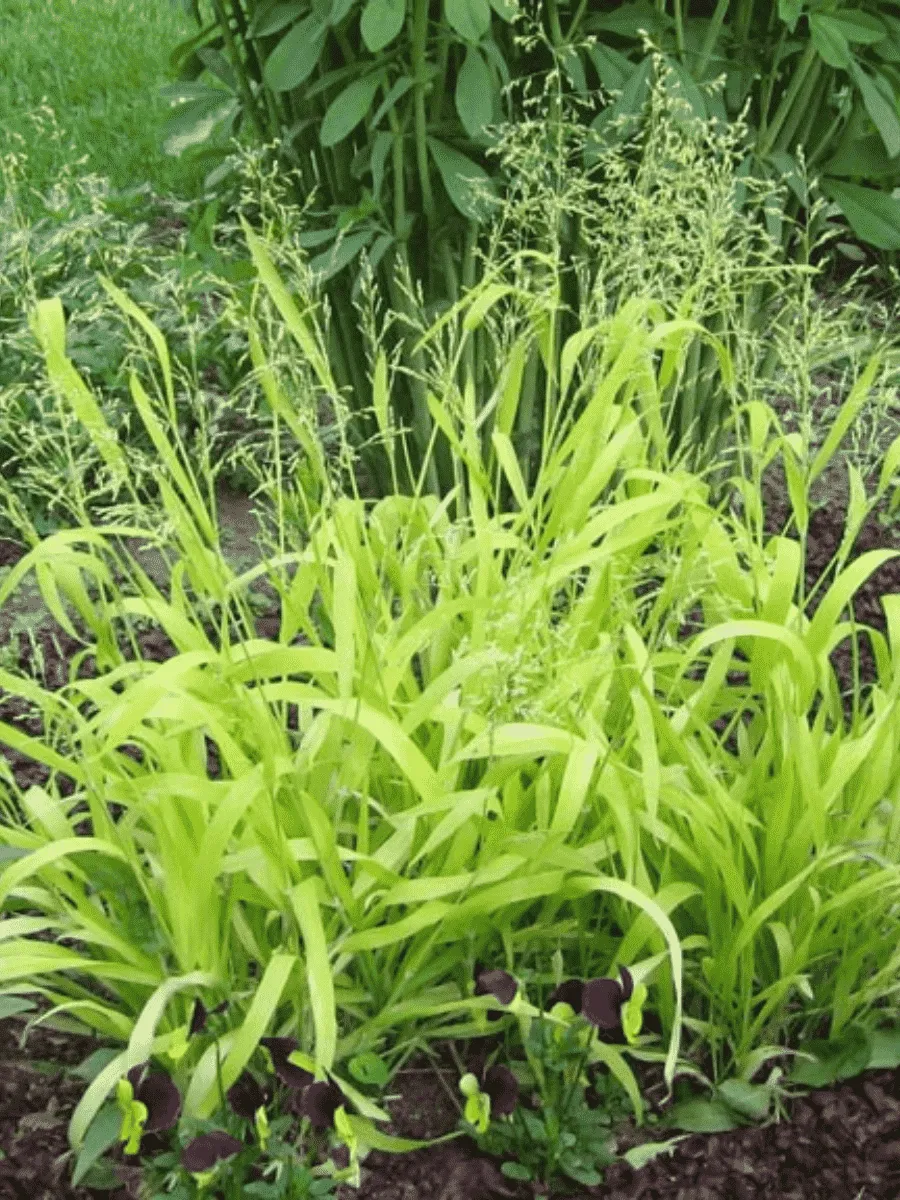 Бор развесистый Aureum