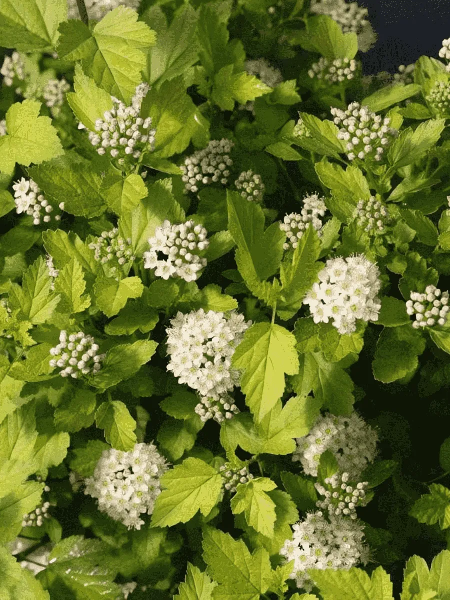 Пузыреплодник калинолистный Cristate