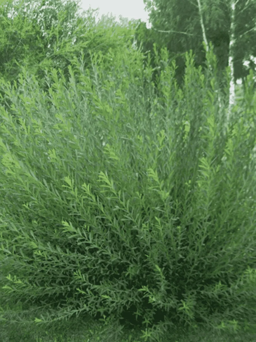 Ива пурпурная Маяк