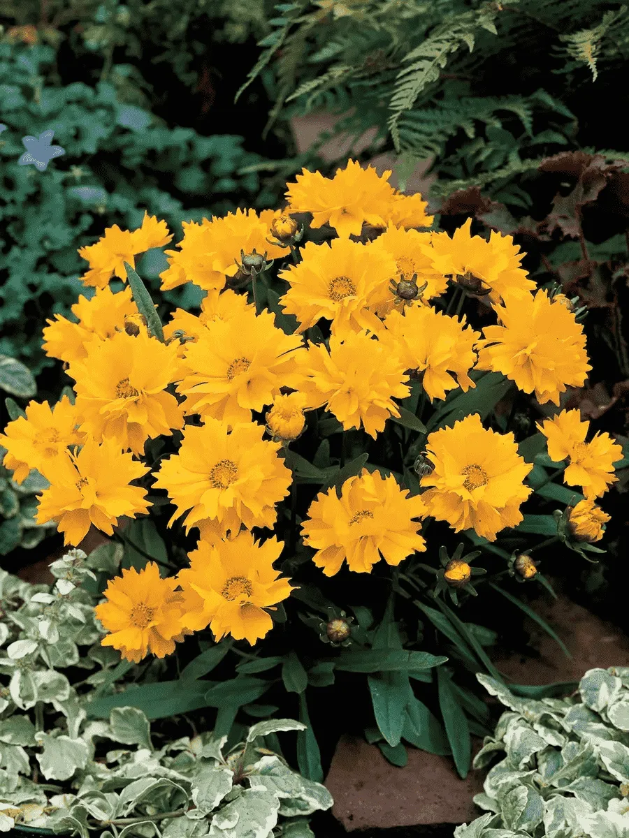 Кореопсис крупноцветковый Presto Yellow Double