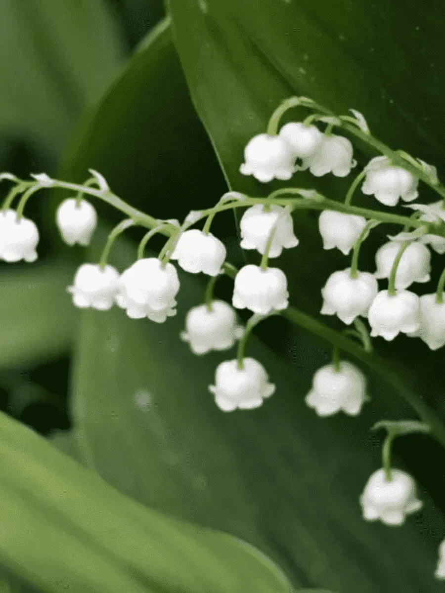 Ландыш майский Doreen