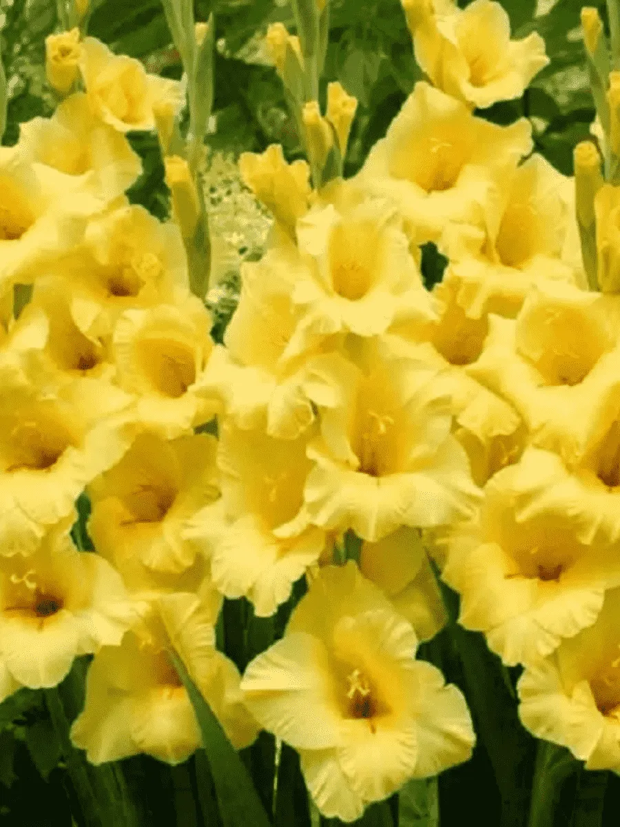 Гладиолус Nova Lux