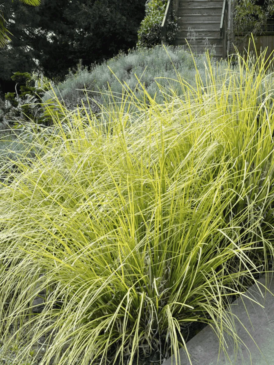 Лисохвост луговой Аureovariegatus