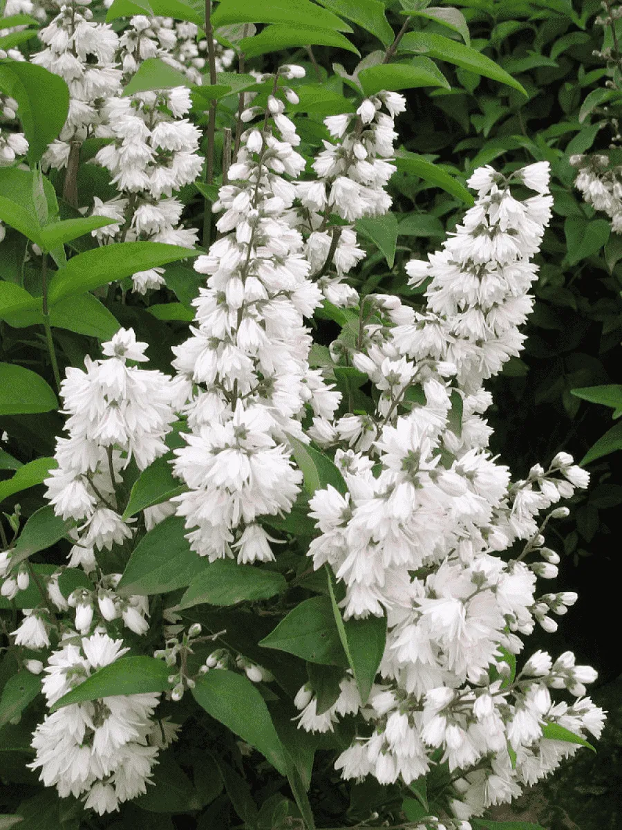 Дейция шершавая Pride of Rochester