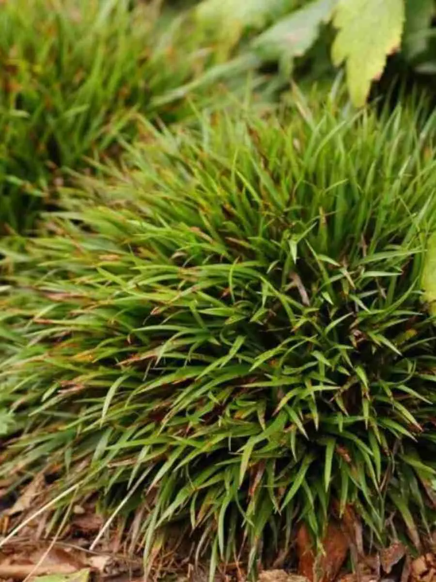 Ожика лесная