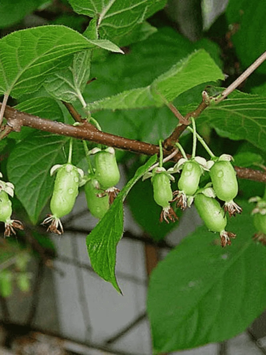 Актинидия коломикта Университетская