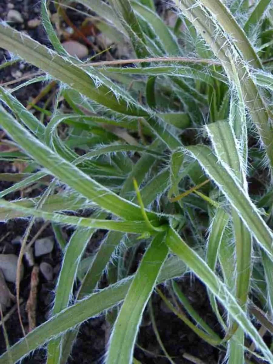 Ожика снежно-белая Lucius