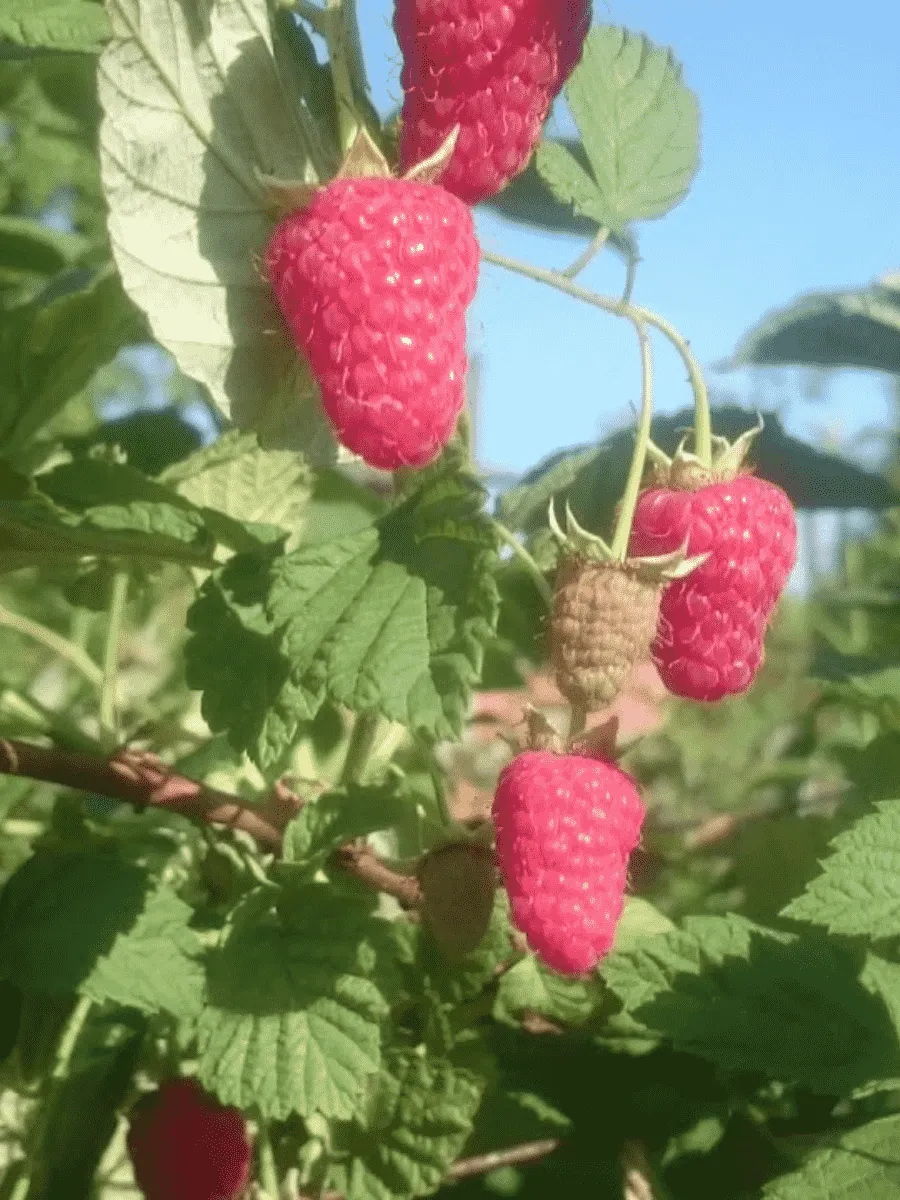 Малина обыкновенная Радзиева