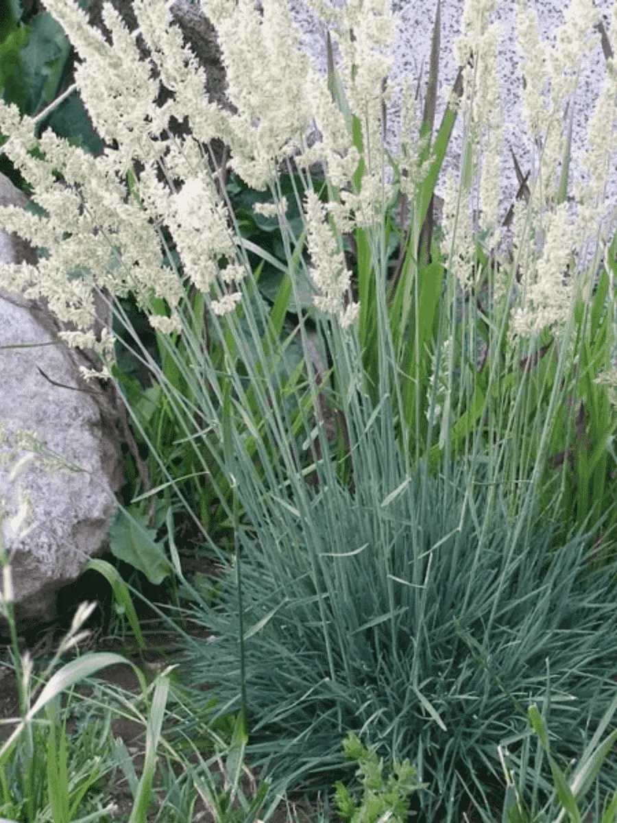 Колерия сизая Coolio