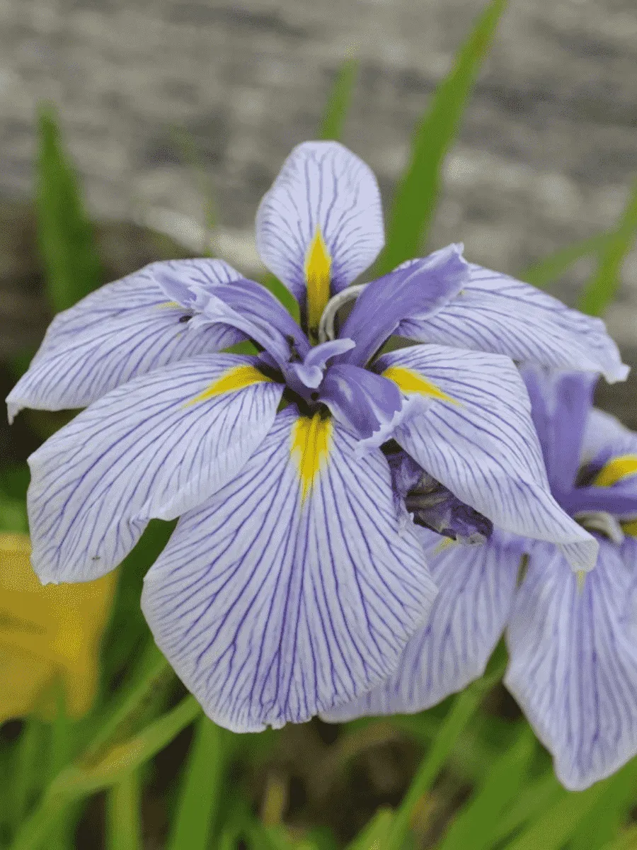 Ирис мечевидный Royal Pageant