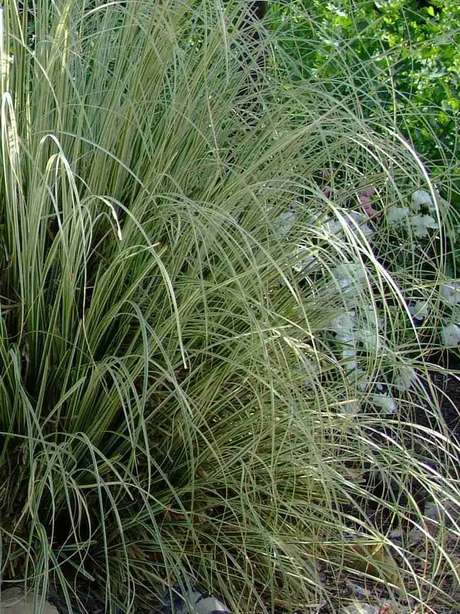 Мискантус китайский Variegatus 