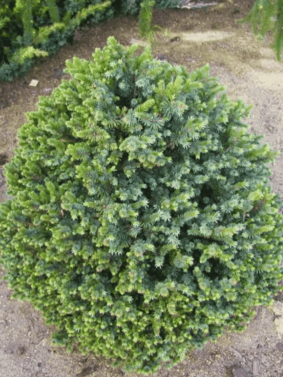 Ель ситхинская Sugar Loaf