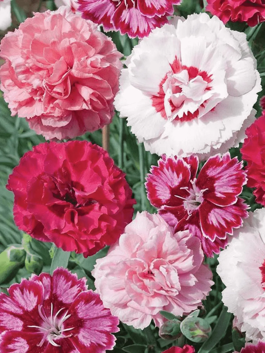 Гвоздика Перистая mix